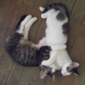 Meet your Posher, Sherri